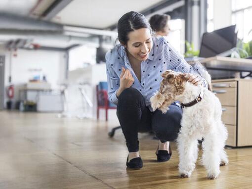 Mulher a acariciar cachorro no escritório