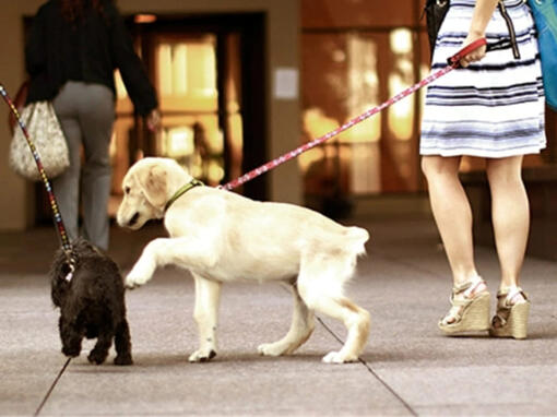 Cães no local de trabalho