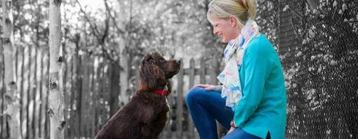 Cão que está sempre a pedir atenção