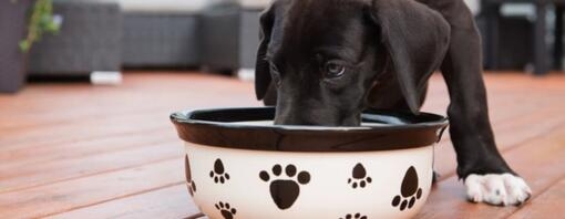 cães podem comer fruta