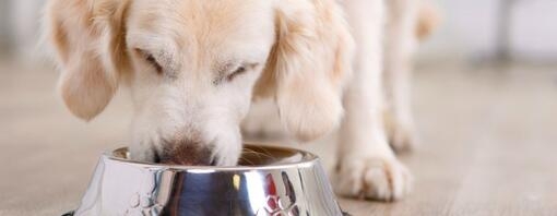 Os cães podem comer pêssego