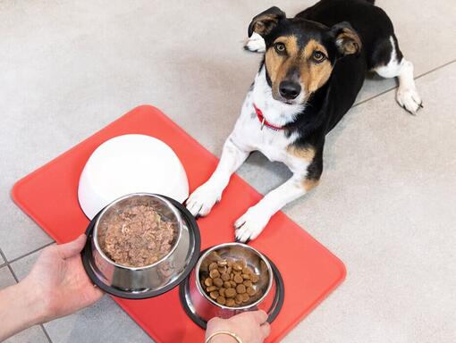 Cachorro a ser alimentado