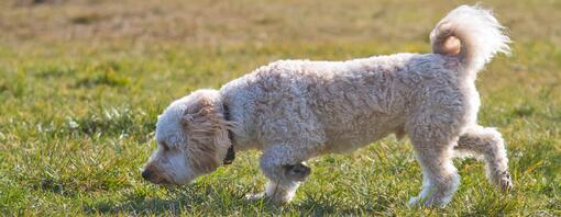 Golden Retriever peludo a cheirar a relva