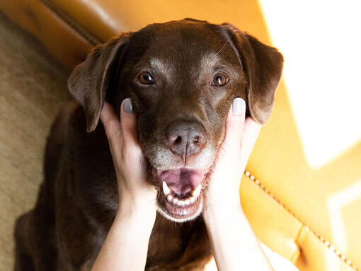 Cão mais velho nas mãos dos donos