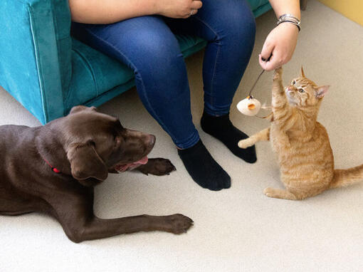 Bens Para Animais De Estimação Conjunto De ícones Impressão Do