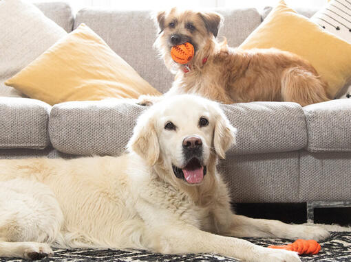 Golden retriever e terrier