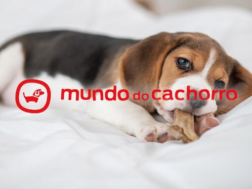 Logo Mundo do Cachorro com cão