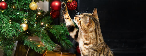 gato a brincar com bola de árvore de natal