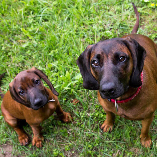 Dois cães Sabujo Montanhês da Baviera olhando para o proprietário