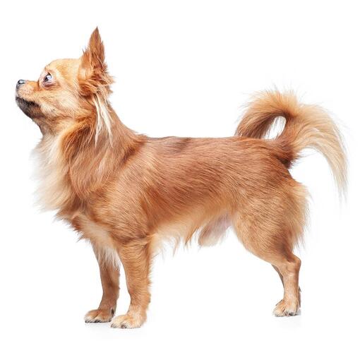 Raça de cachorro Chihuahua de pêlo longo
