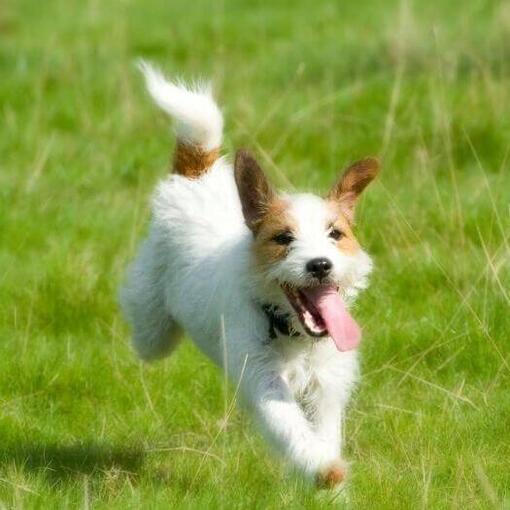 Parson Jack Russel Terrier correndo em campo
