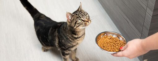 gato olhando para comida