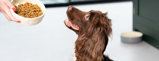  spaniel olhando para a tigela de comida de cachorro