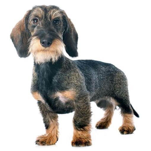 Raça de cachorro Dachshund (miniatura de pêlo duro)