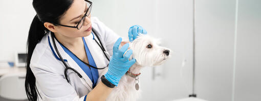 veterinário verificando as orelhas do cachorro