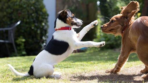 Dois cachorros brincando