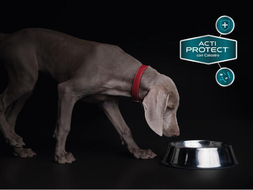 PRO PLAN® EXPERT CARE NUTRITION Cachorro