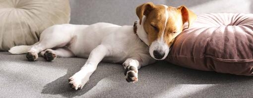 cão a dormir com a cabeça apoiada