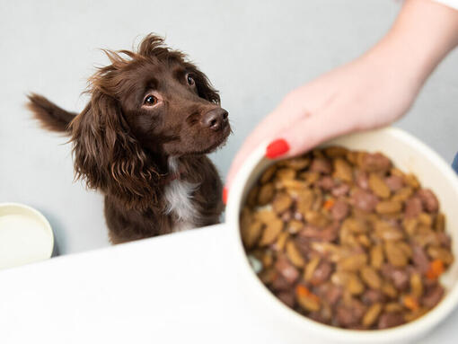 spaniel a olhar para a tigela de comida de cão