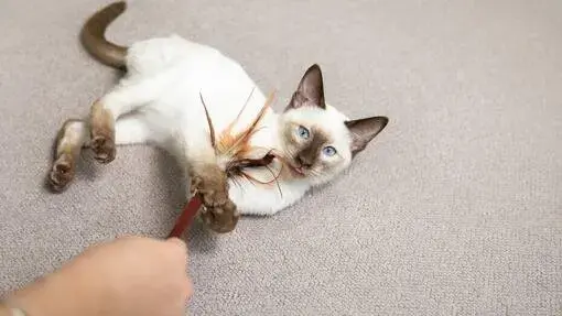 cat_playing_toy